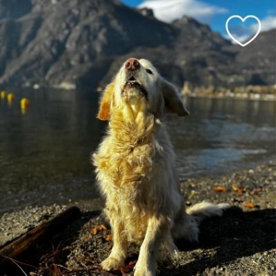 Cane felice sulla spiaggia, montagne sullo sfondo, cuore bianco in alto a destra.