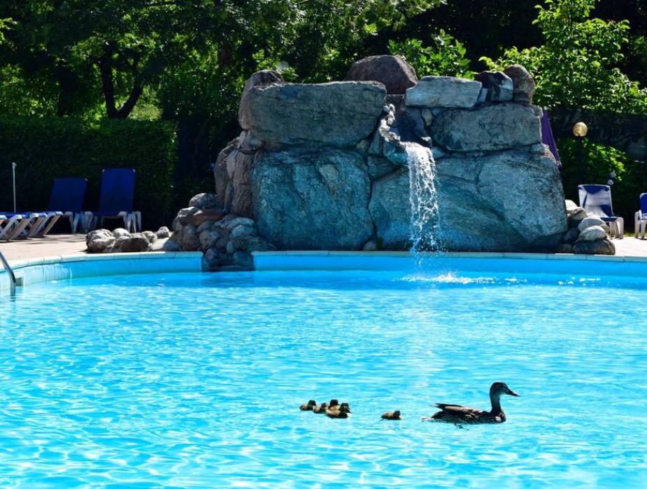 Anatra e anatroccoli nuotano in piscina con cascata e lettini sullo sfondo.